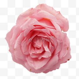 玫瑰花粉色鲜花