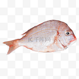 生鲜鱼红立鱼