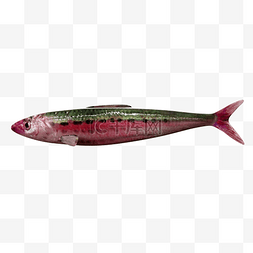 红腹沙丁鱼