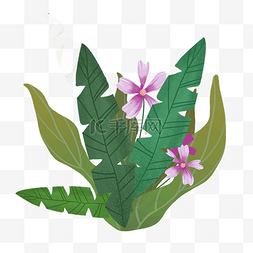 多种叶子图片_热带植物树叶组合