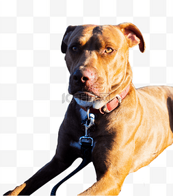澳洲宠物黄色狗狗