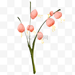 粉色灯笼花花卉