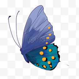 唯美蓝色蝴蝶插图