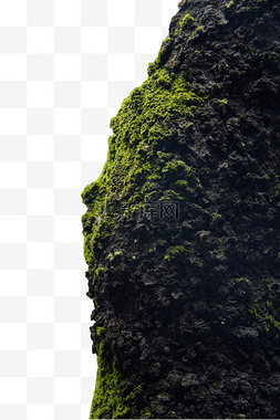 青苔素材图片_树干 青苔 苔藓 植物 生物