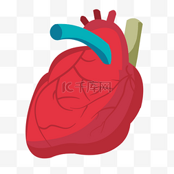 心脏动脉图片_人体器官心脏插画