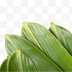 粽子叶子绿色