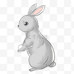 墙角兔子图片_灰色兔子