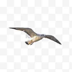 空中飞翔的海鸟海鸥