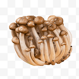 蟹味菇图片_食材蟹味菇蘑菇真菌