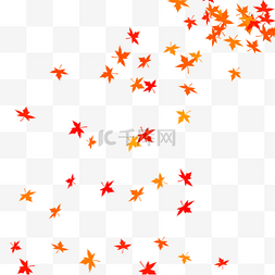 秋天黄色树叶图片图片_飘落的枫叶