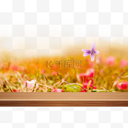 木板植物背景图片_花朵木板背景
