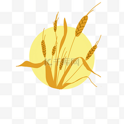 小麦芒种时节