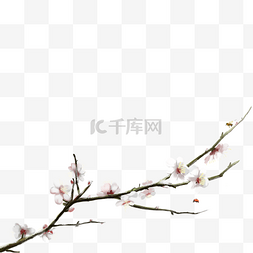 绿绣眼图片_春天盛开的桃花