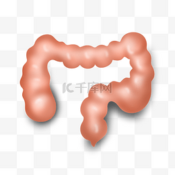 人体肠子器官插画