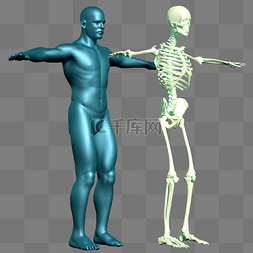 人体结构骨骼肌肉