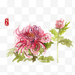 菊花写意图片_水彩画红色的菊花