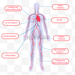 身体四肢图片_卡通手绘紫色身体血管系统心脏插