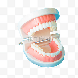 爱牙日口腔护理牙齿模型