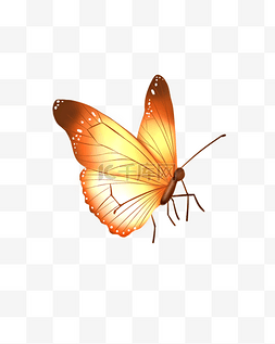 蝴蝶黄色写实手绘