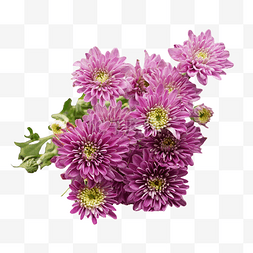 紫色菊花花束