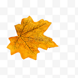 秋天的黄色树叶图片_枯黄的黄色树叶下载