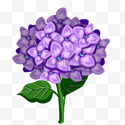 榆绣球菊图片_紫色绣球花植物