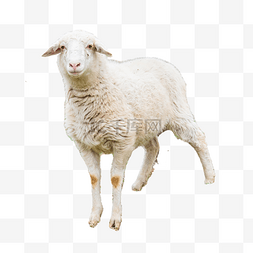 小绵羊字图片_哺乳动物小绵羊