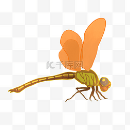 橘黄色蜻蜓