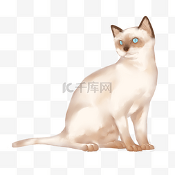 白色蓝眼睛猫咪插画