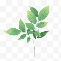 绿色植物水彩植物图片_春天水彩绿色植物
