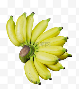 老芭蕉叶图片_水果小米蕉芭蕉香蕉