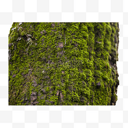 青苔素材图片_绿色青苔树干