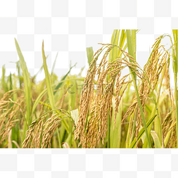 丰收的稻田图片_丰收的稻田
