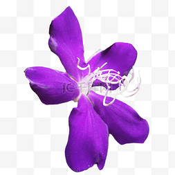 紫色唯美野牡丹