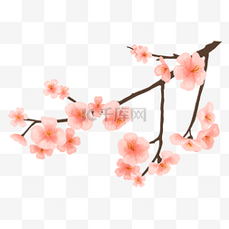 樱花树枝春天