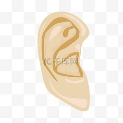 耳朵人体器官图片_人体器官耳朵