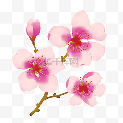 粉红色桃花图片_粉红色桃花花朵