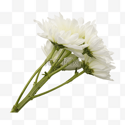 一朵白菊花图片_植物白菊花