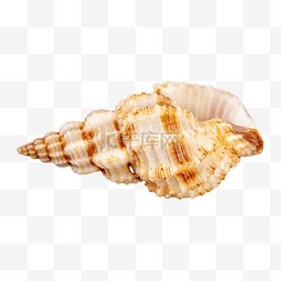 海洋生物贝壳海螺