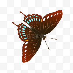 褐色蝴蝶 