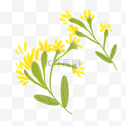 春天黄色油菜花图片_两朵黄色油菜花插画