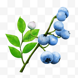 一枝叶子图片_一串成熟的蓝莓插画