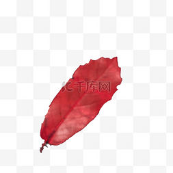 一片红色树叶图片_红色的叶子免抠图