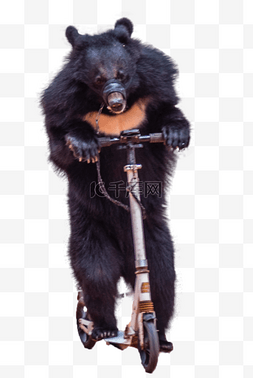 骑脚踏车的黑熊