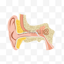 耳朵结构器官图
