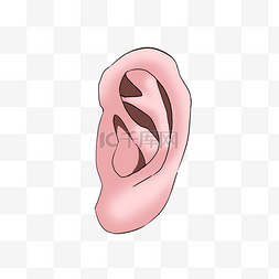 公马生理图片_人体生理性器官耳朵手绘