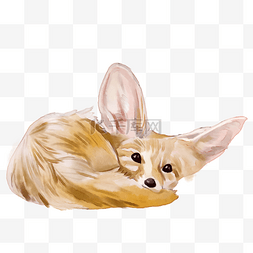 狐狸耳朵图片_大耳狐狸
