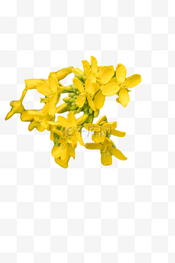 一朵朵黄色绚丽的小花
