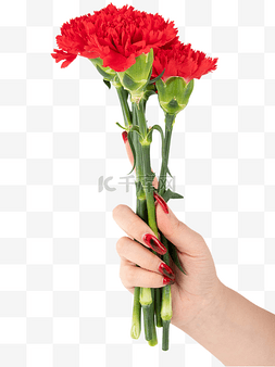 妇女节红色康乃馨送花