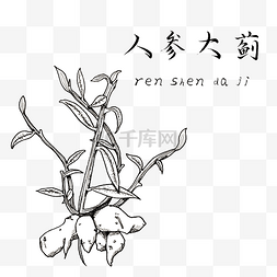 黑白手绘植物图片_手绘黑白中药人参大戟装饰画